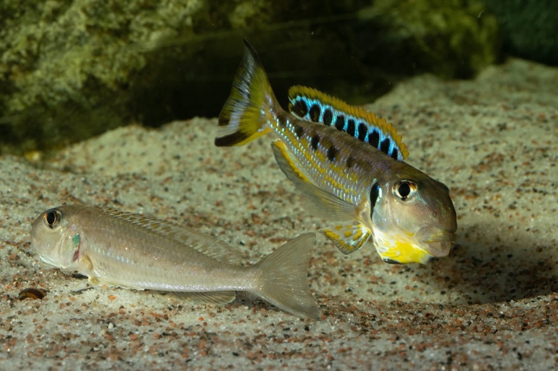 Xenotilapia singularis 'Ikola'